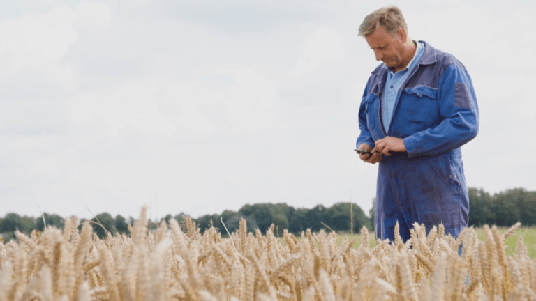 farmer in cornfield using phone